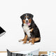 Bernese Mountain Dog Wall Decal