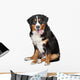 Bernese Mountain Dog Wall Decal