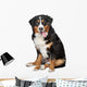Bernese Mountain Dog Wall Decal