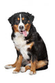 Bernese Mountain Dog Wall Decal