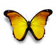 Yellow Butterfly White Wall Decal