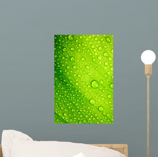 Green Leaf with Drops Wall Decal