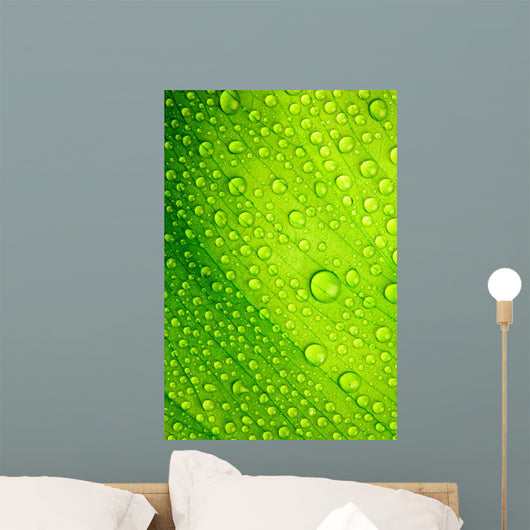 Green Leaf with Drops Wall Decal