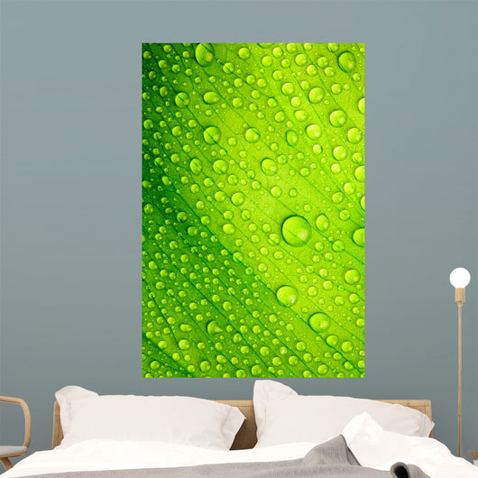 Green Leaf with Drops Wall Decal