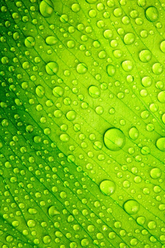 Green Leaf with Drops Wall Decal
