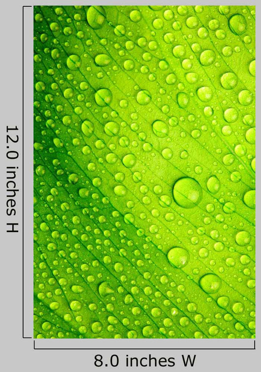 Green Leaf with Drops Wall Decal