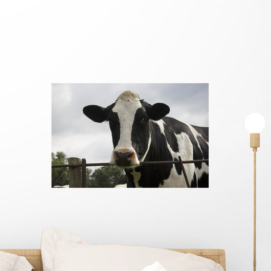 Cow Wall Mural