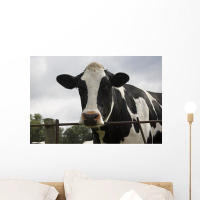 Cow Wall Mural shown on a wall