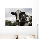 Cow Wall Mural