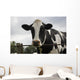 Cow Wall Mural