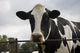 Cow Wall Mural