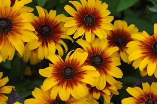 Fall Color with Rudbeckia Wall Decal