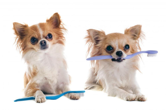 Chihuahuas and Toothbrush Wall Decal