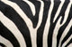 Zebra Stripes Wall Mural