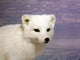 Arctic Fox Wall Decal