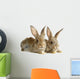 Two Rabbits Bunnies Isolated on White Wall Decal