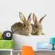 Two Rabbits Bunnies Isolated on White Wall Decal