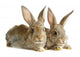 Two Rabbits Bunnies Isolated on White Wall Decal