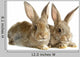 Two Rabbits Bunnies Isolated on White Wall Decal