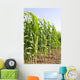 Corn Wall Mural