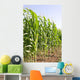 Corn Wall Mural