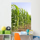 Corn Wall Mural