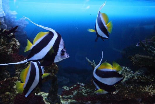 Group Fishes