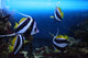 Group Fishes