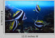 Group Fishes