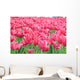 Tulipany Wall Mural