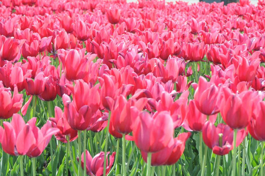 Tulipany Wall Mural