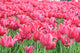 Tulipany Wall Mural
