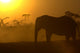 African Elephant at Sunrise Wall Mural