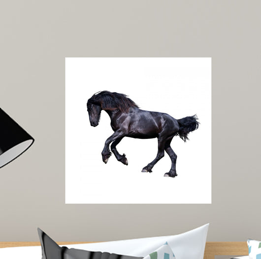 Black Friesian Stallion Gallop
