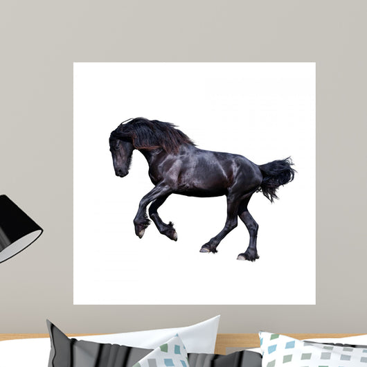 Black Friesian Stallion Gallop