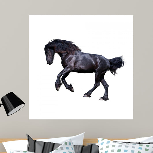 Black Friesian Stallion Gallop