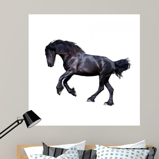 Black Friesian Stallion Gallop