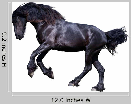 Black Friesian Stallion Gallop