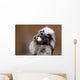 Cotton top tamarin with apple pieces Wall Mural