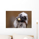 Cotton top tamarin with apple pieces Wall Mural