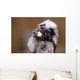 Cotton top tamarin with apple pieces Wall Mural