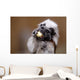 Cotton top tamarin with apple pieces Wall Mural