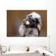 Cotton top tamarin with apple pieces Wall Mural