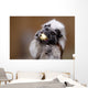 Cotton top tamarin with apple pieces Wall Mural