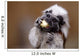 Cotton top tamarin with apple pieces Wall Mural