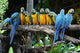 Macaw Tree