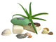 Soap with Aloe Vera