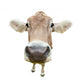 Funny Cow Head Isolated on White Background Wall Decal