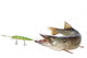 pike and artificial bait Wall Decal