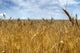 Field of wheat Wall Mural